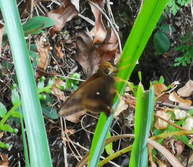 三斑趾弄蝶 2026-09-30