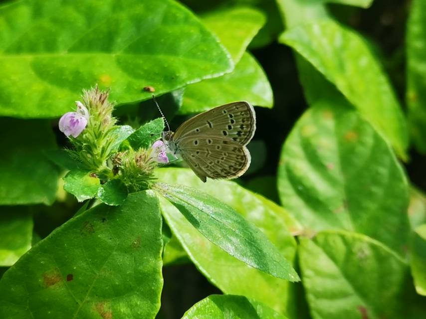酢浆灰蝶照片