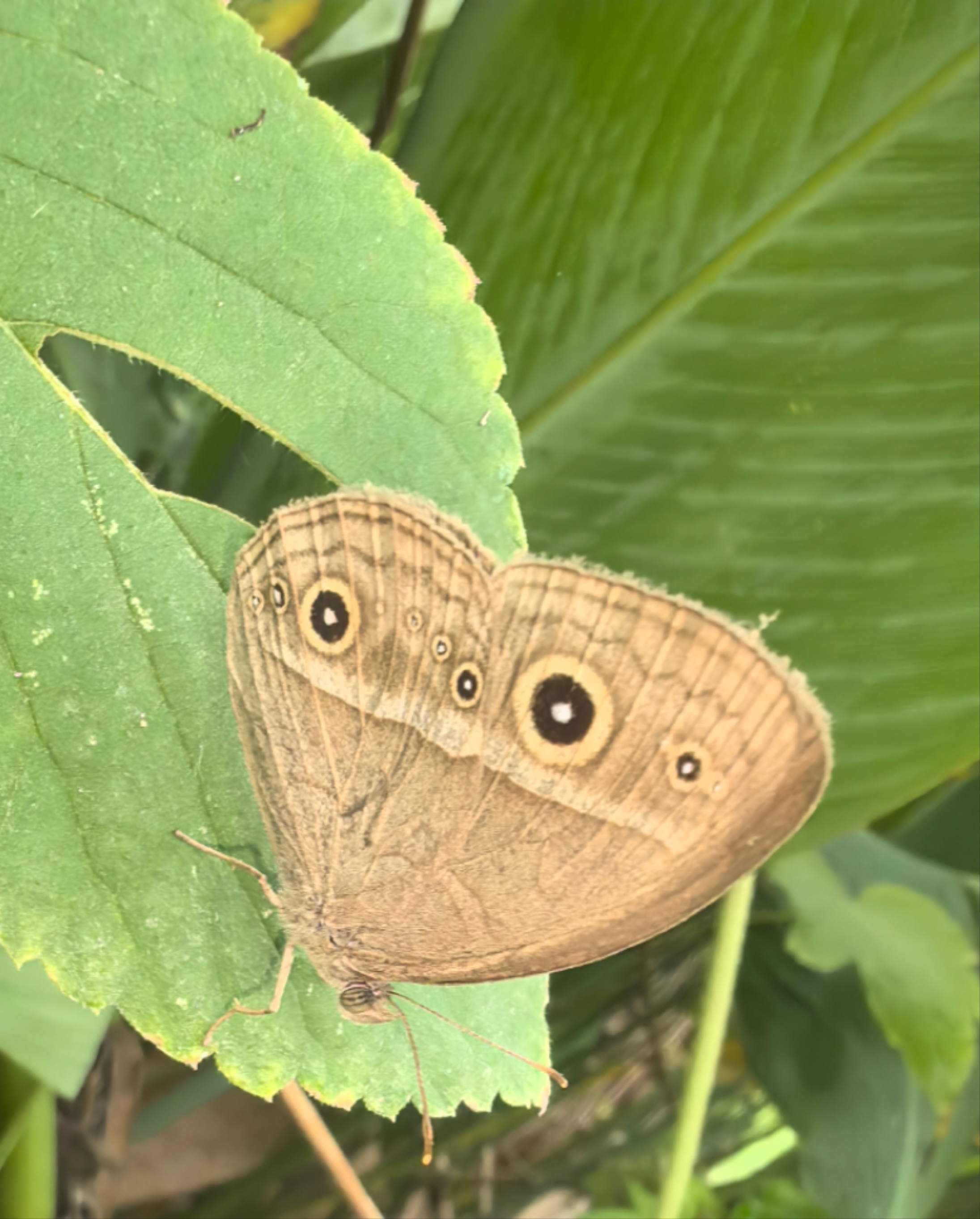 稻眉眼蝶照片