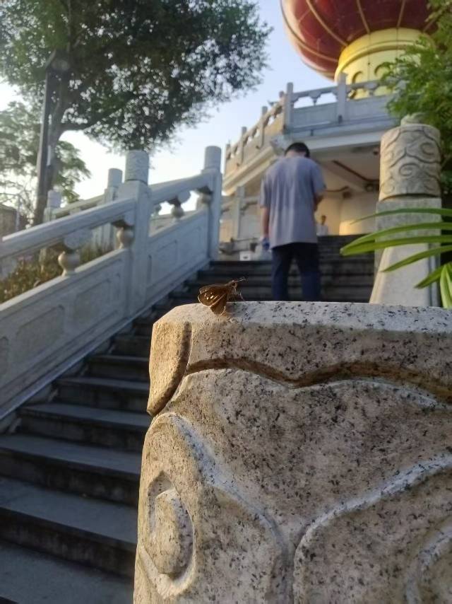 籼弄蝶 2026-10-01