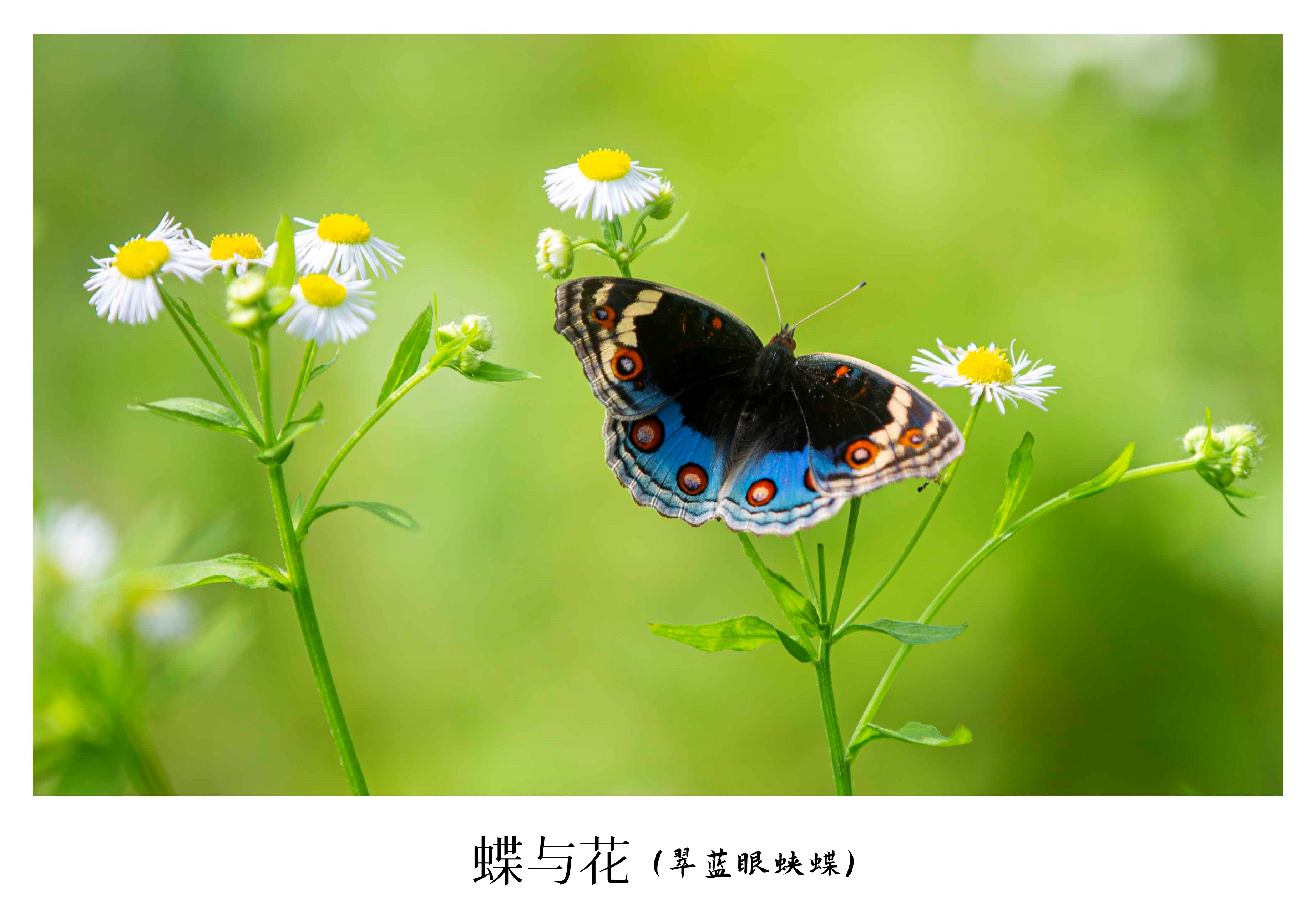翠蓝眼蛱蝶 2023-10-29