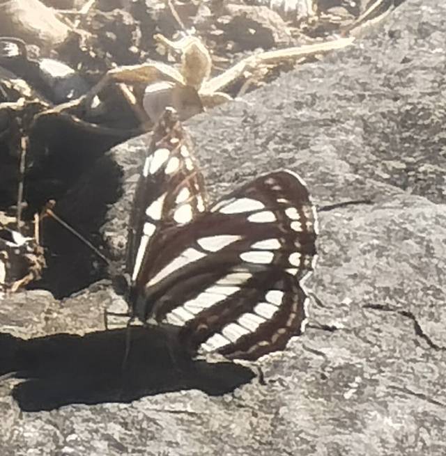 小环蛱蝶 2026-10-02