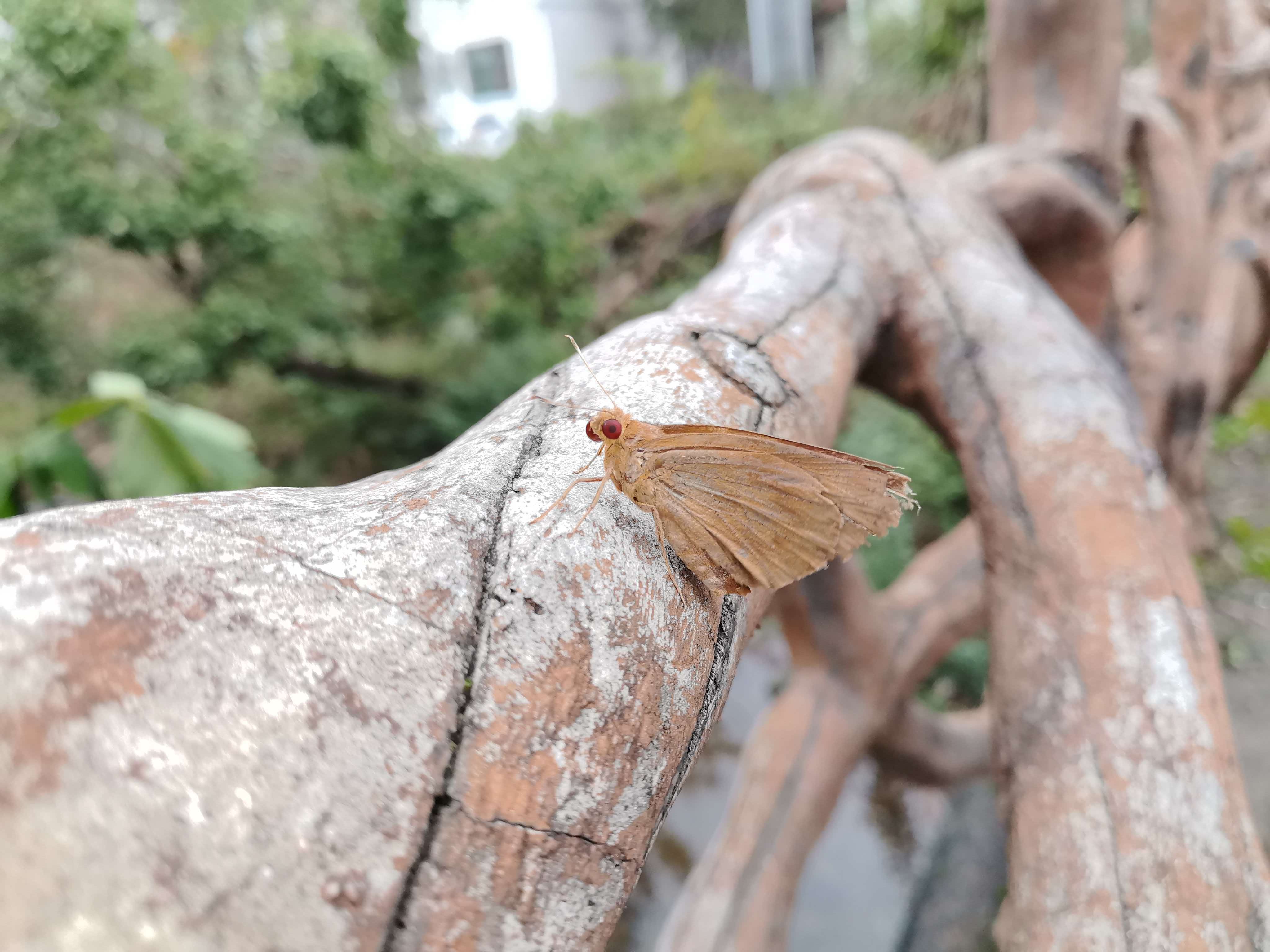 黄斑蕉弄蝶 湖北黄冈 2026-10-02