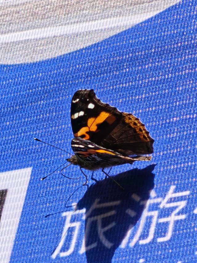 大红蛱蝶 2026-10-06