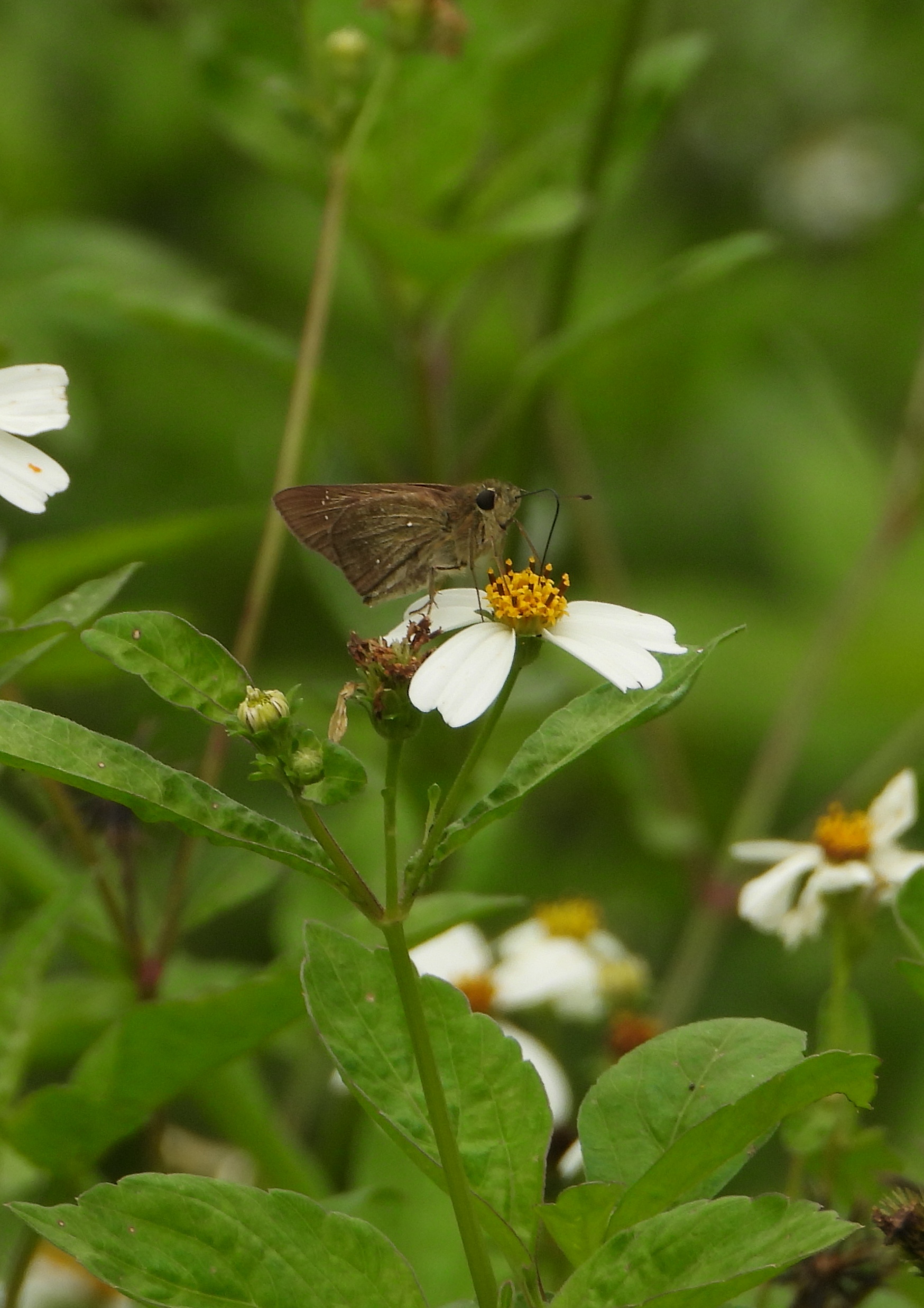 隐纹谷弄蝶 2026-10-08