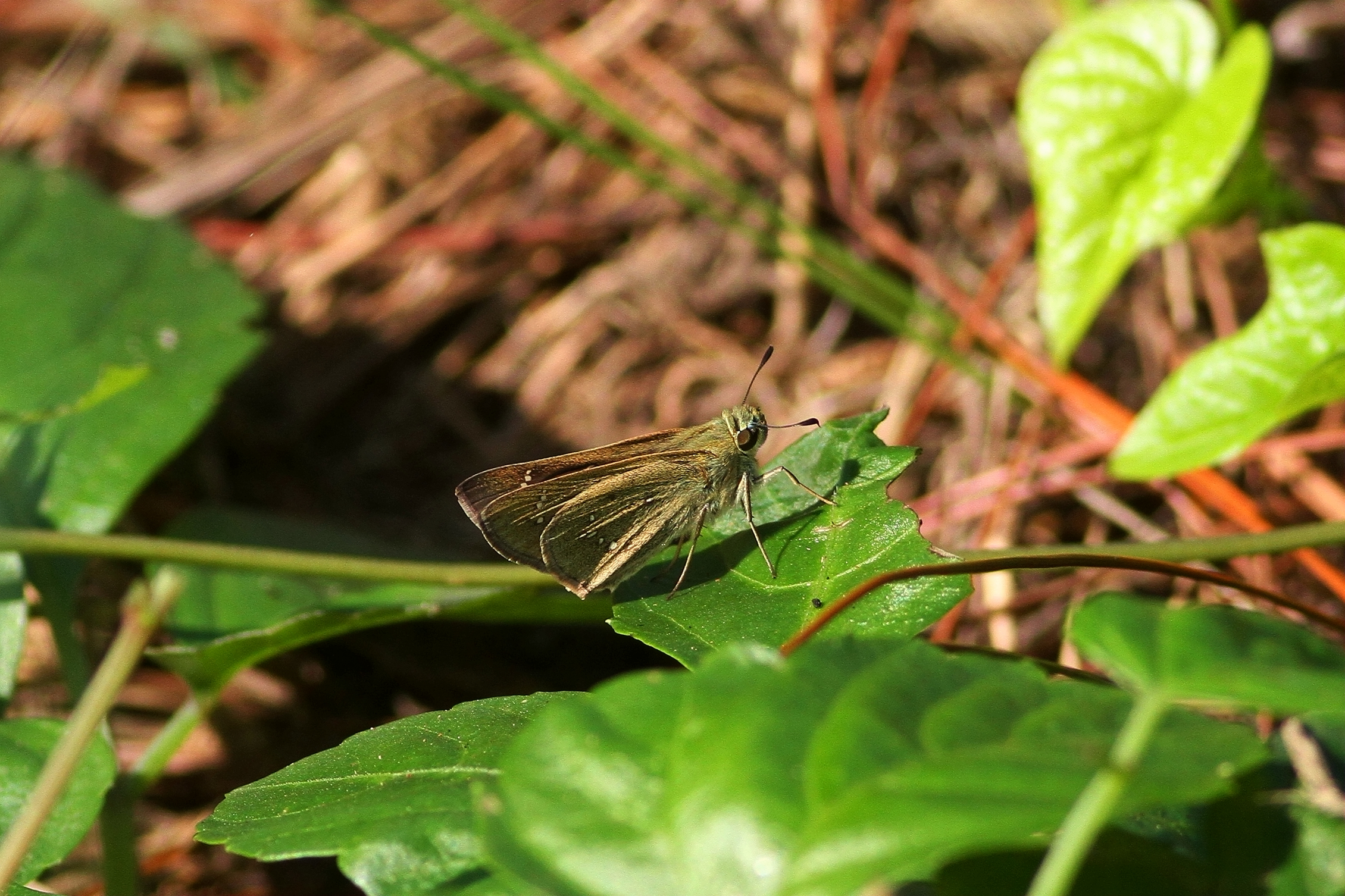 隐纹谷弄蝶 湖北武汉 2026-10-10
