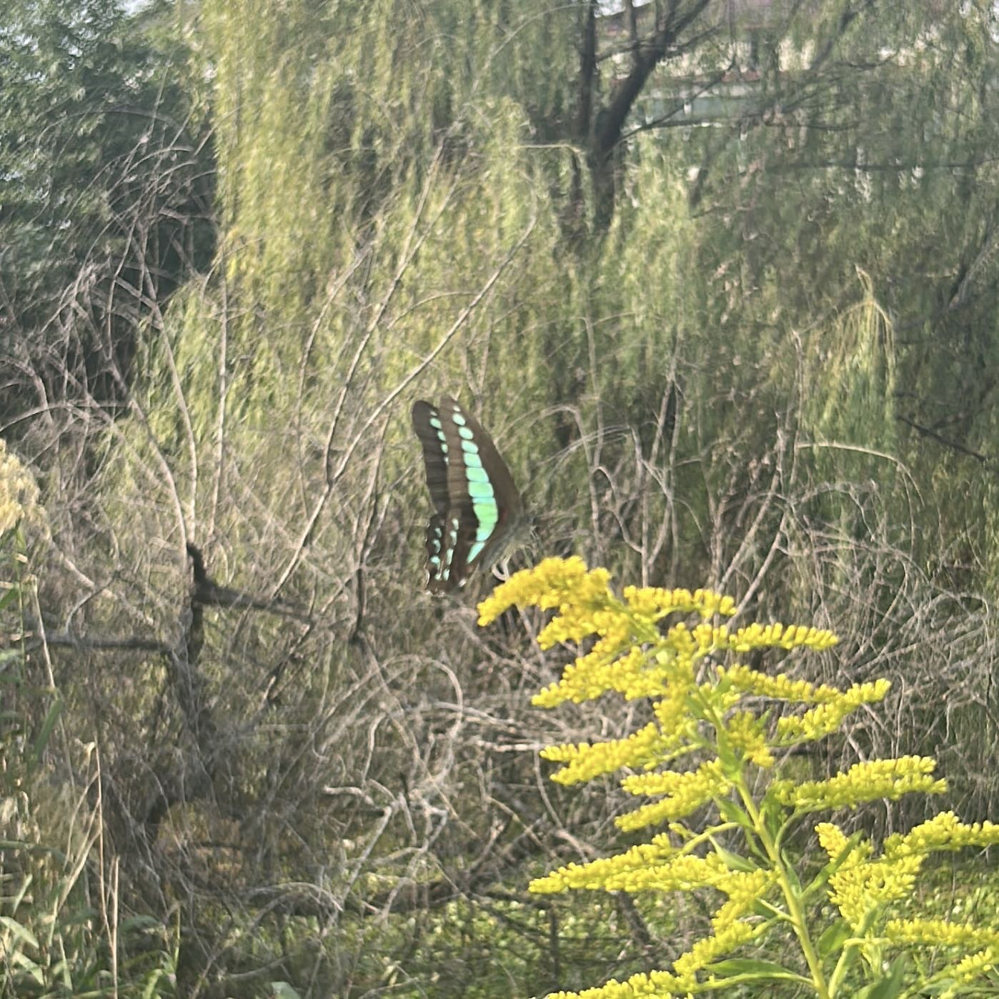 青凤蝶照片