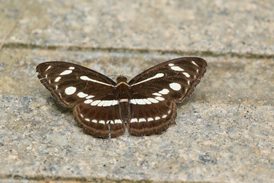 畸带蛱蝶