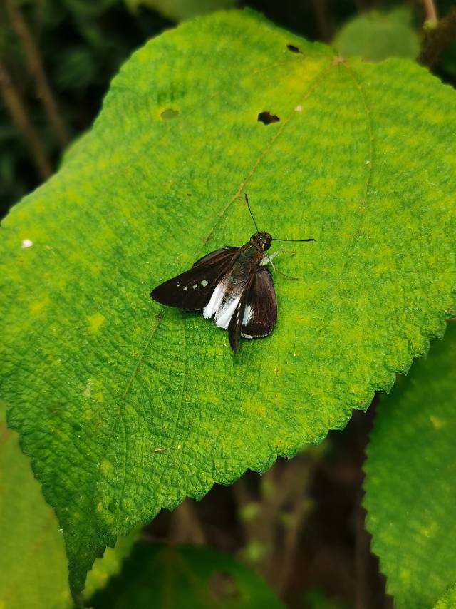 奕弄蝶 · 社区照片 · Lepidoptera: Nymphalidae
