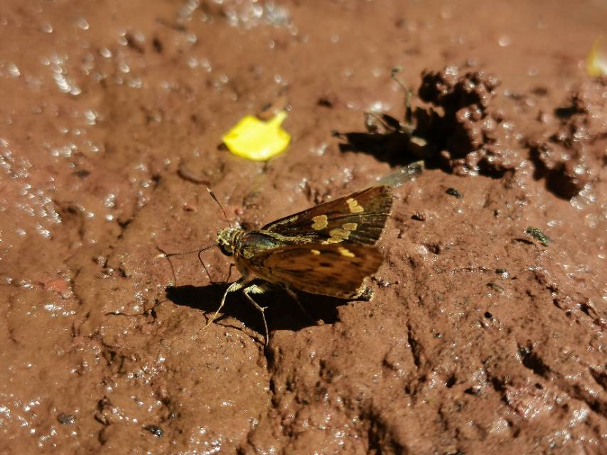 马苏徘弄蝶 · 社区照片 · Lepidoptera: Nymphalidae