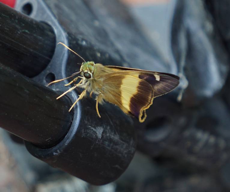 金带趾弄蝶 · 社区照片 · Lepidoptera: Nymphalidae