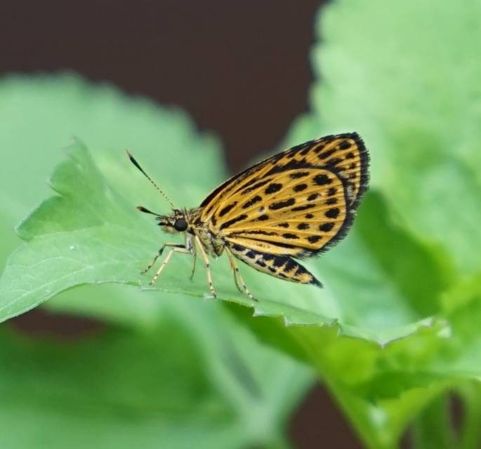 虎黄斑弄蝶 · 社区照片 · Lepidoptera: Nymphalidae