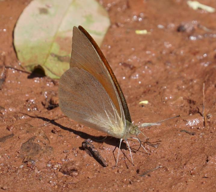 红翅尖粉蝶 · 社区照片 · Lepidoptera: Nymphalidae