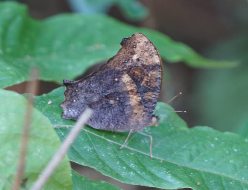 黄带暮眼蝶 · 社区照片 · Lepidoptera: Nymphalidae