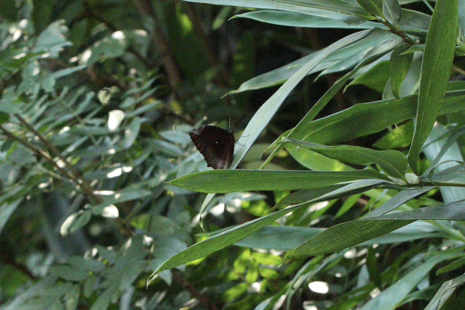 翠袖锯眼蝶 2026-10-14