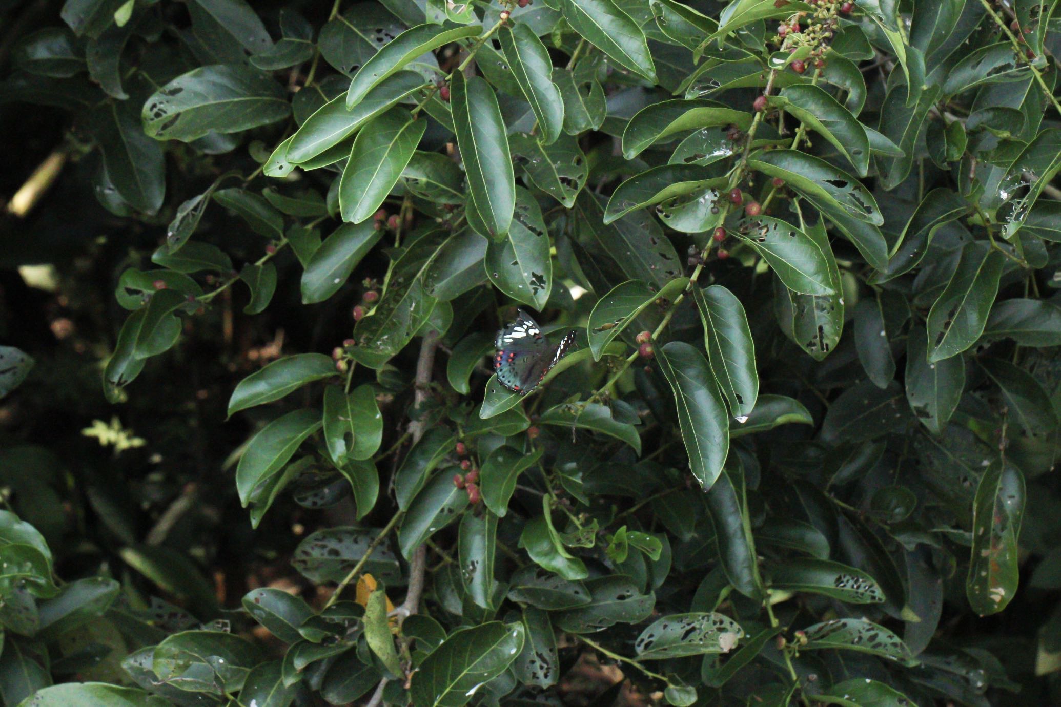 红斑翠蛱蝶 · 社区照片 · 林听