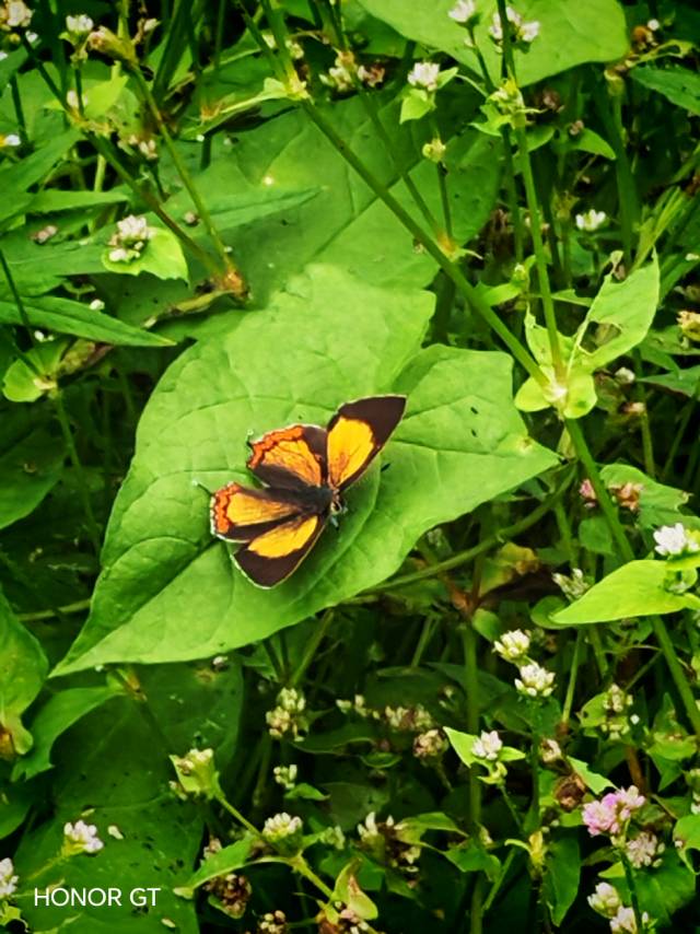 古铜彩灰蝶 2026-10-16