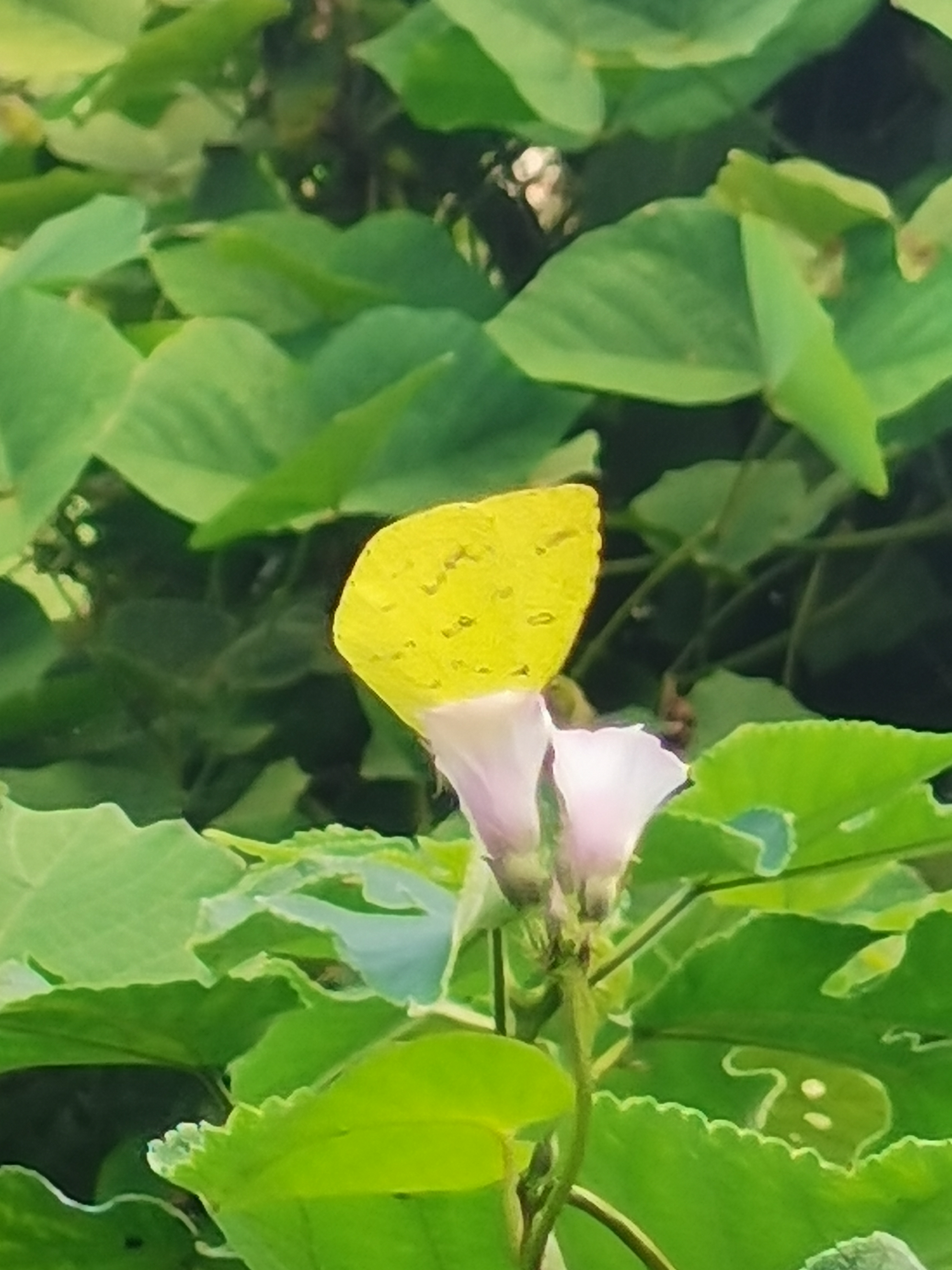 北黄粉蝶 · 社区照片 · Monday