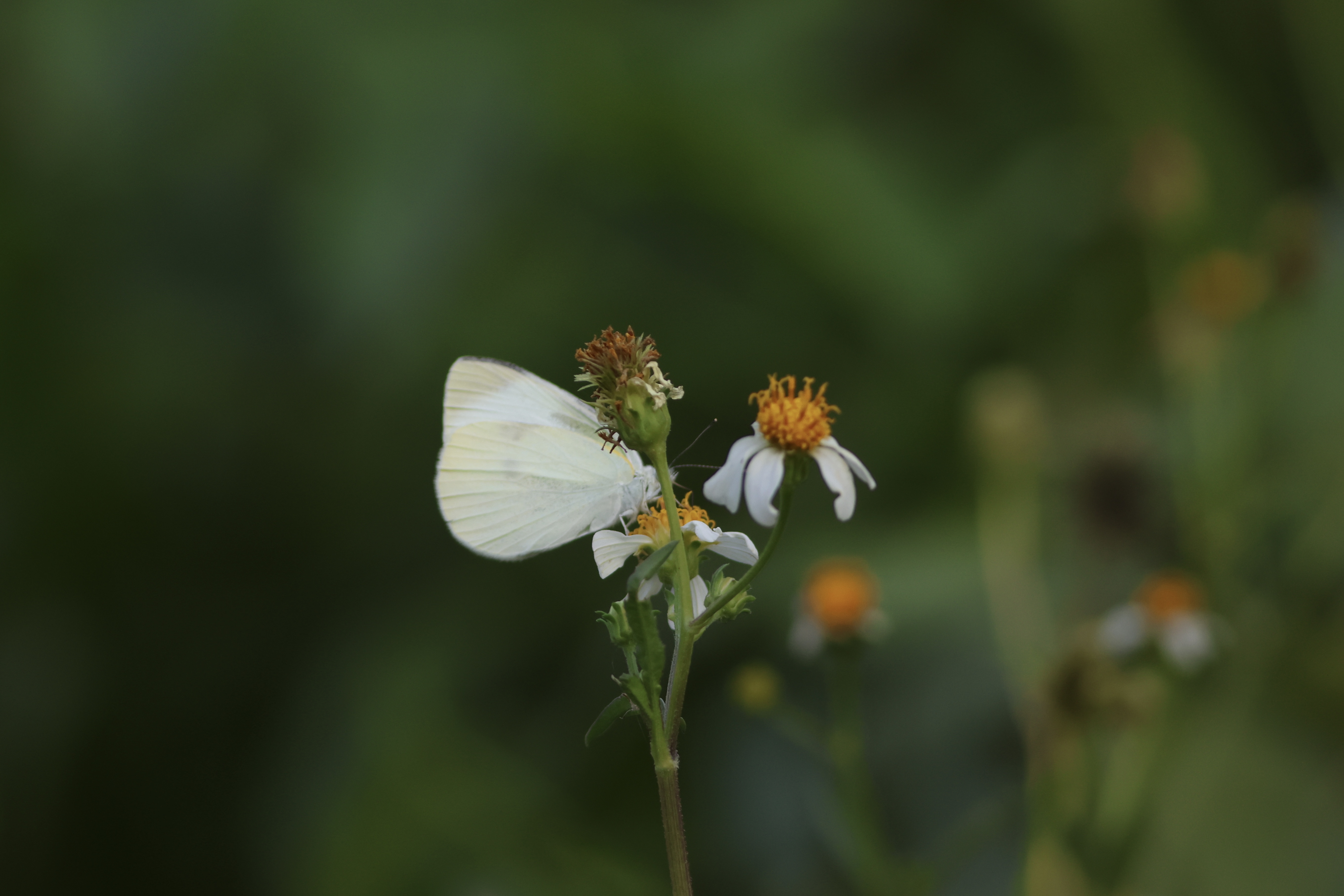 菜粉蝶的公开观测照片