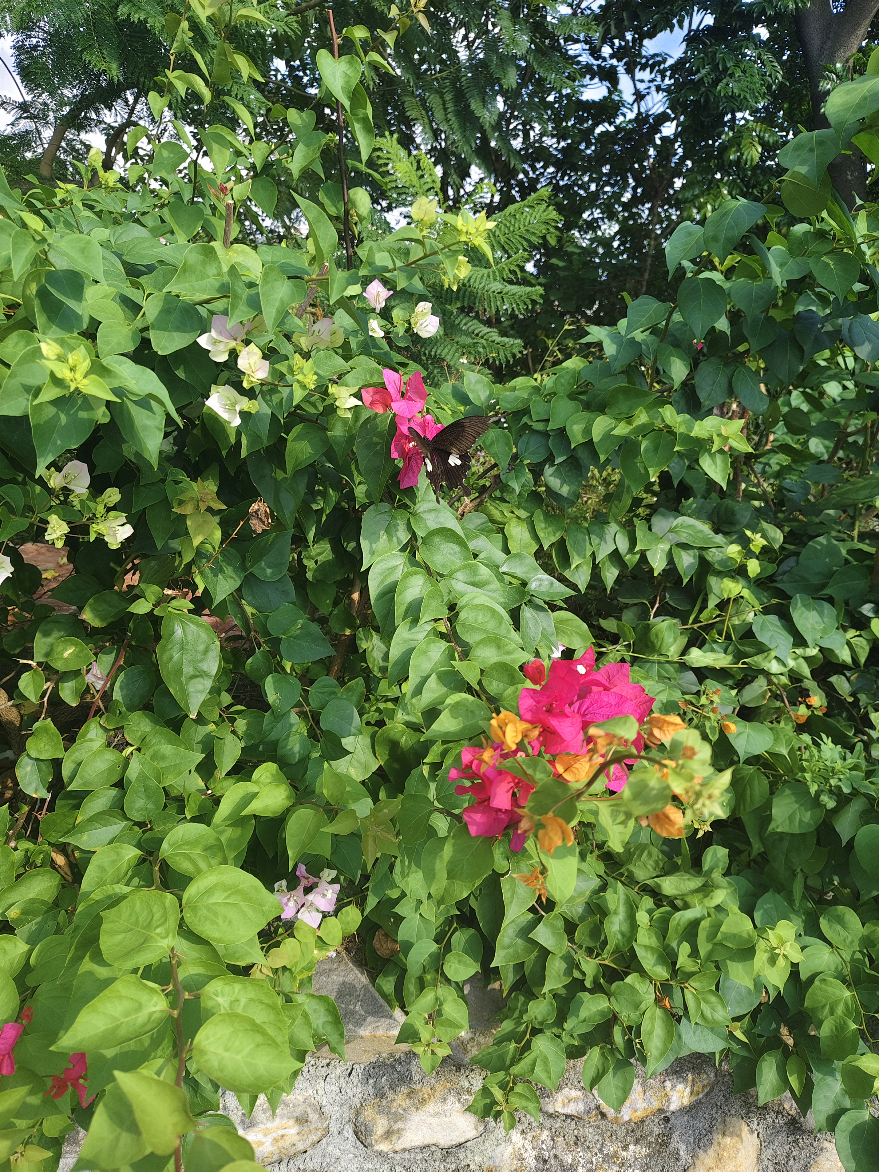 宽带凤蝶 · 社区照片 · 考拉