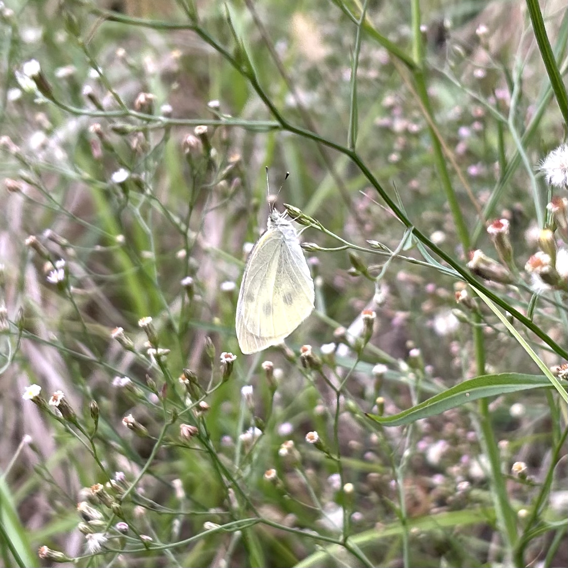 菜粉蝶的公开观测照片
