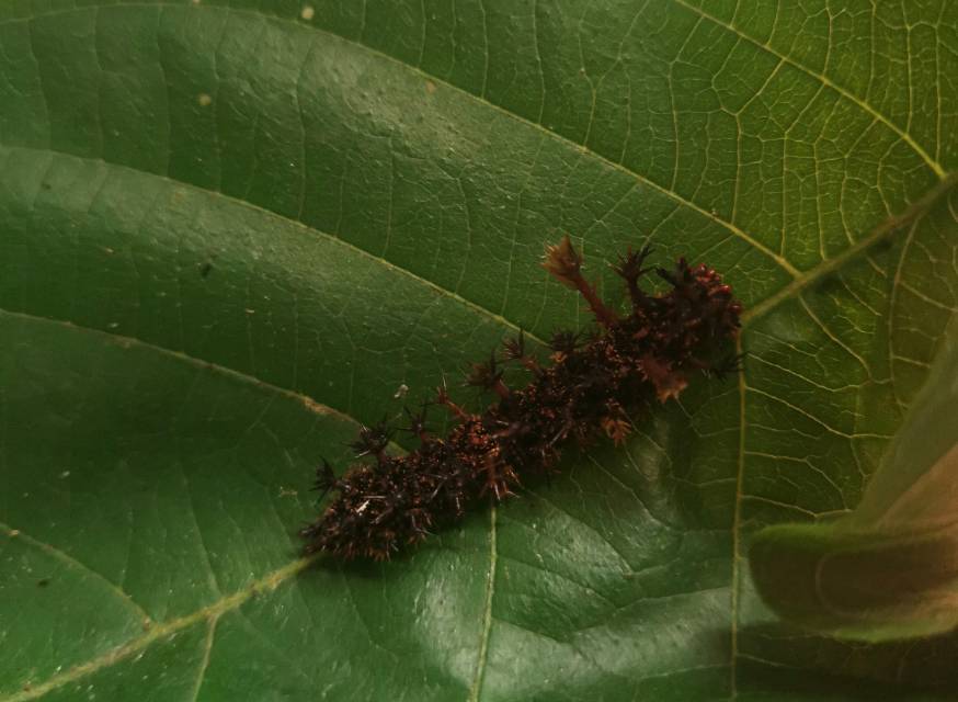 穆蛱蝶的公开观测照片
