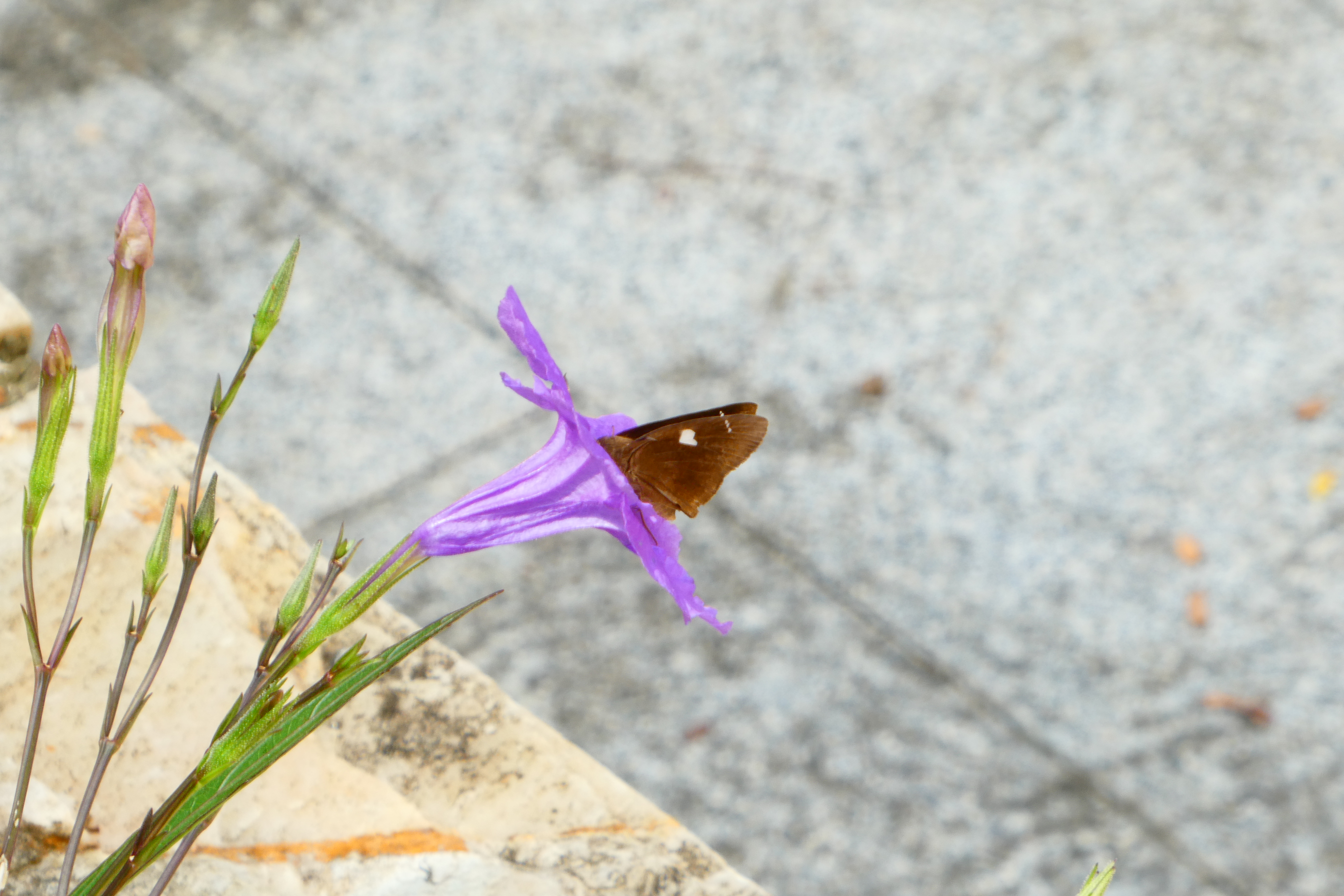 曲纹袖弄蝶 · 社区照片 · 本命蝴蝶🦋