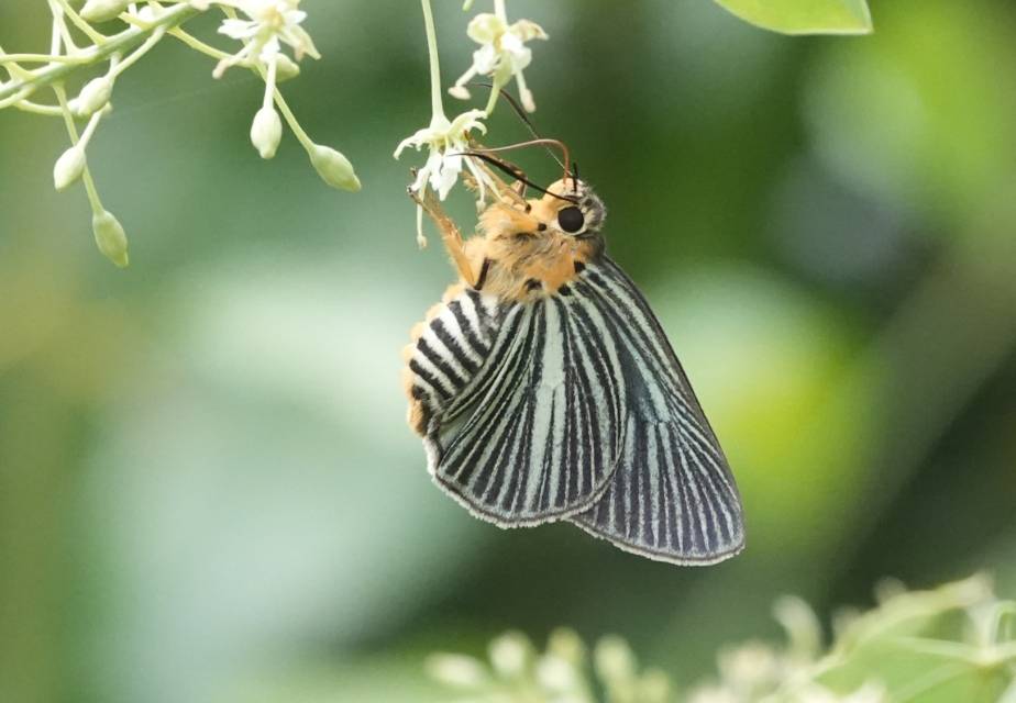 淡白暮弄蝶 · 社区照片 · 阿泰