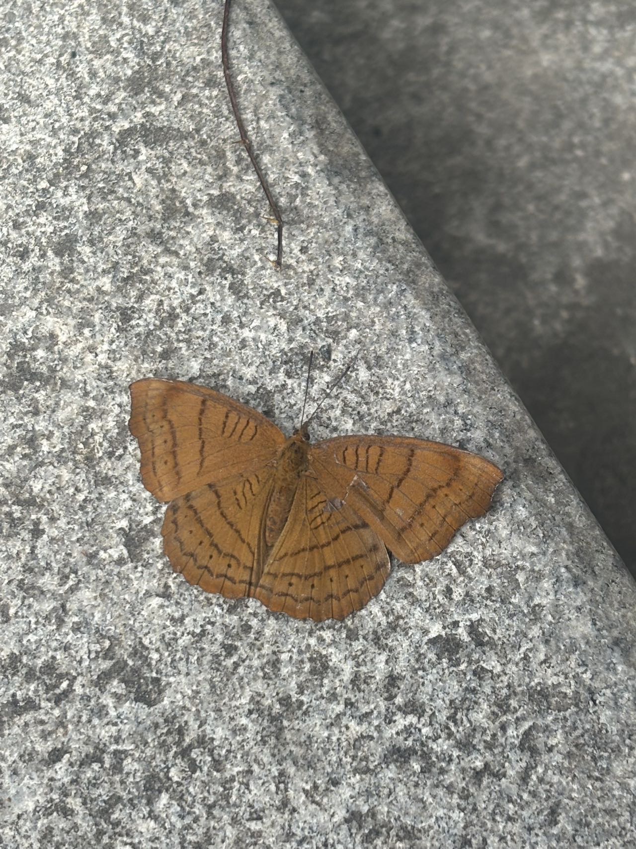 秀蛱蝶 · 社区照片 · cory