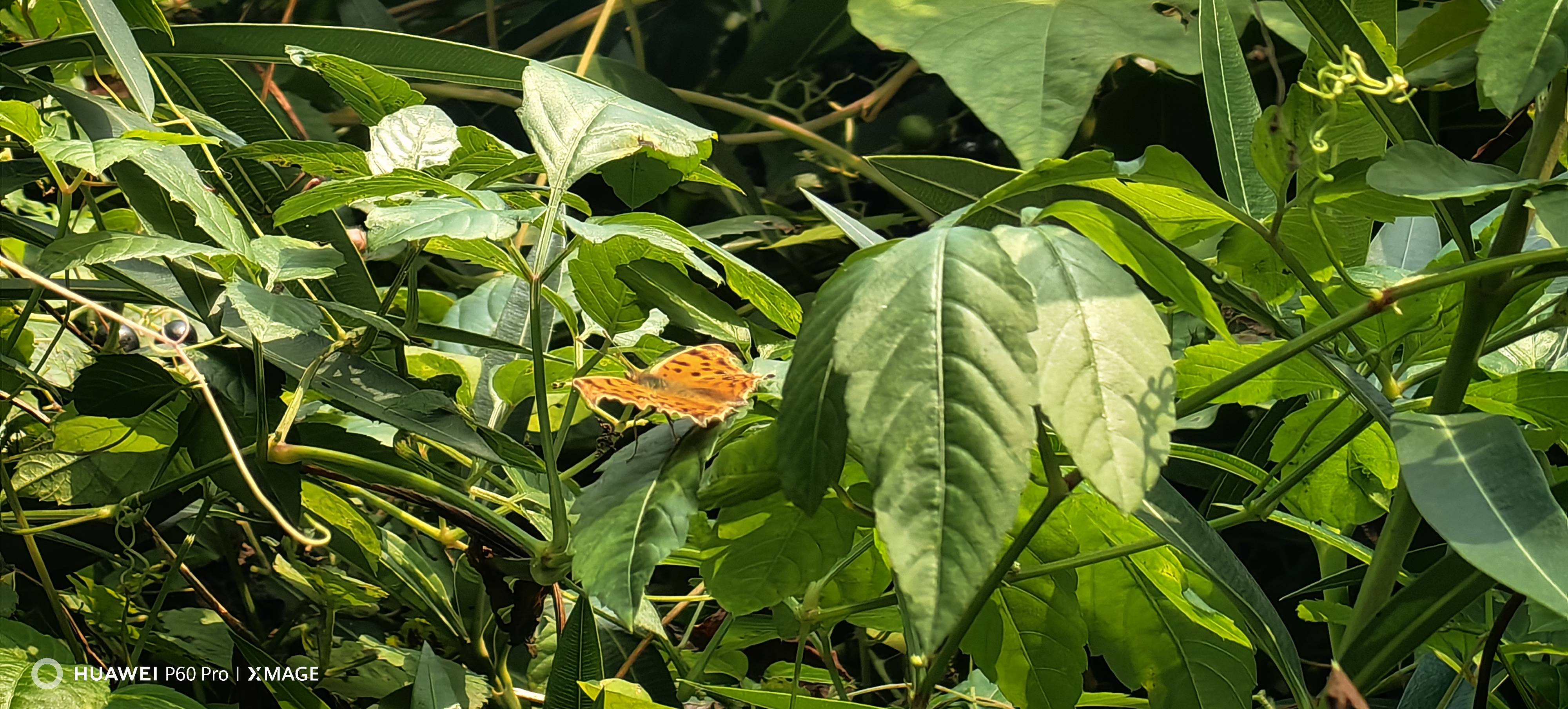 黄钩蛱蝶的公开观测照片