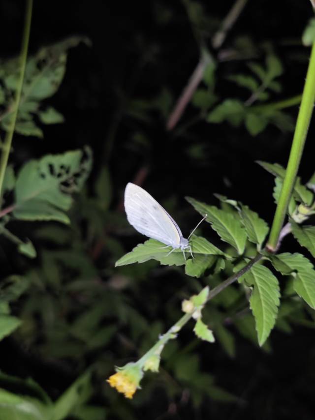 菜粉蝶的公开观测照片