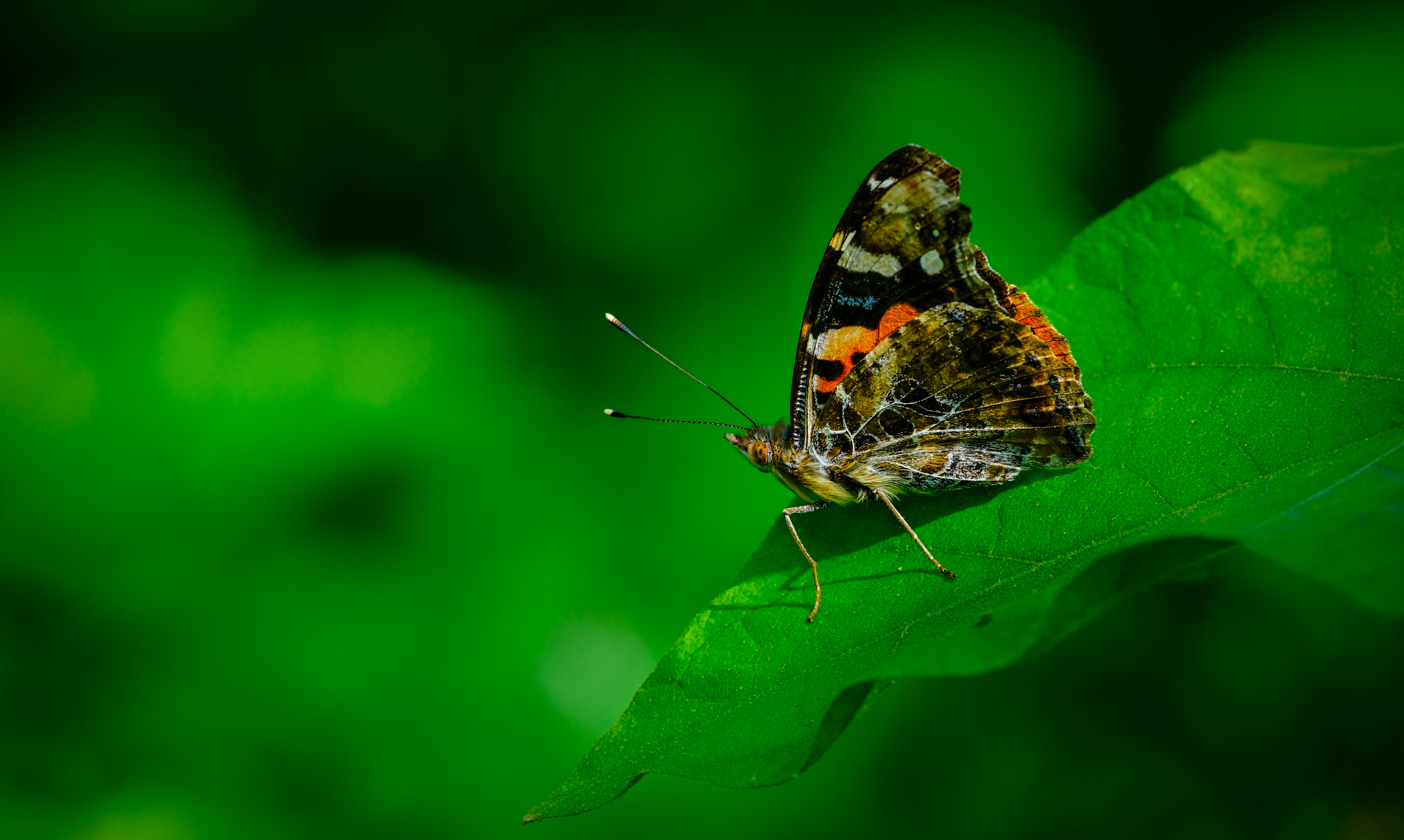 大红蛱蝶 · 社区照片 · 寻鸟访蝶