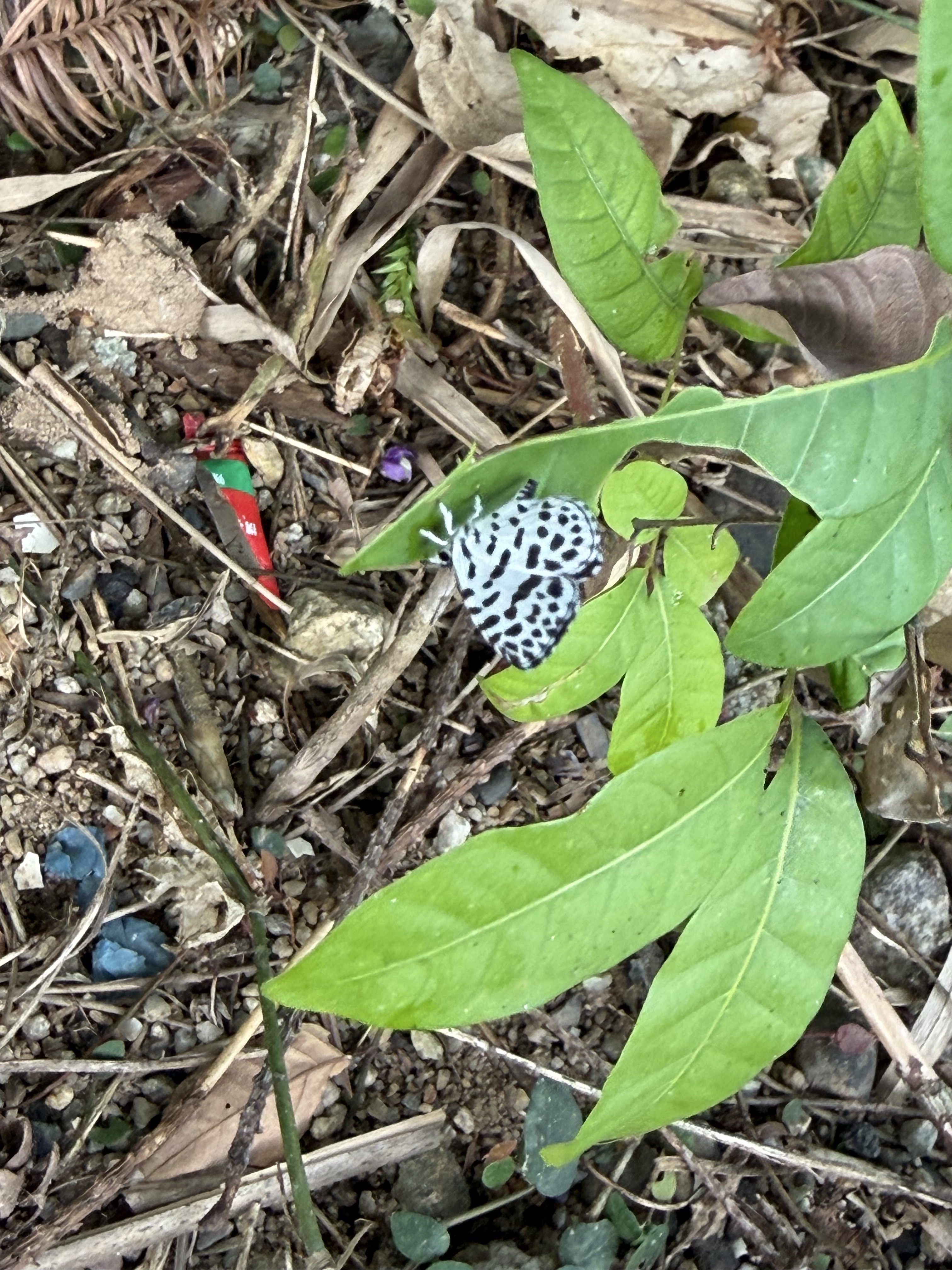蚜灰蝶 · 社区照片 · 林听