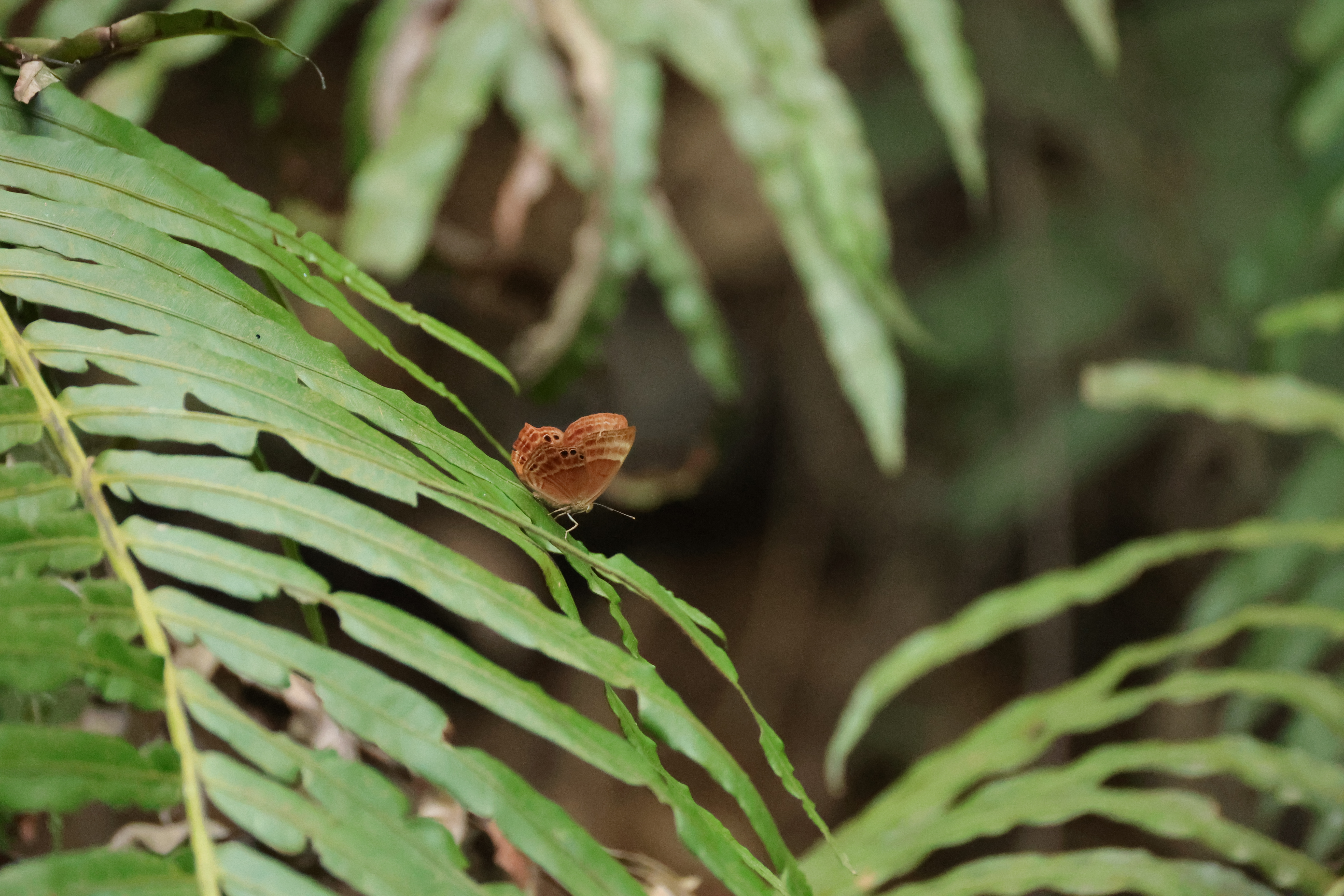 蛇目褐蚬蝶 · 社区照片 · 蜗牛🐌