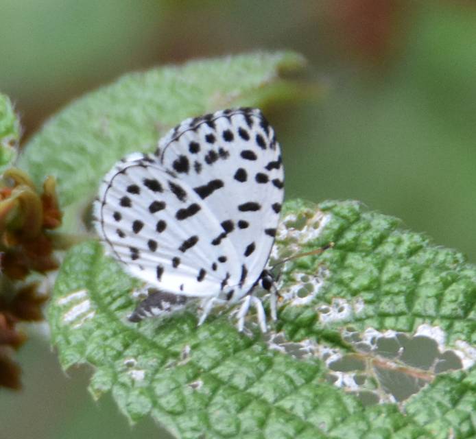 蚜灰蝶 · 社区照片 · leye