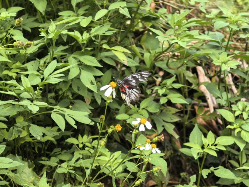 红腋斑粉蝶的公开观测照片