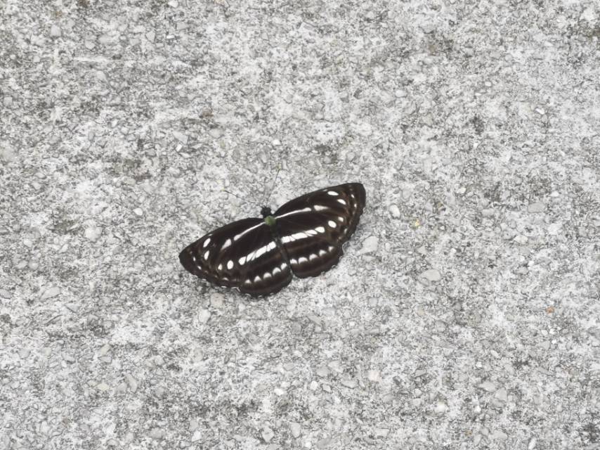 娜环蛱蝶 · 社区照片 · 公野