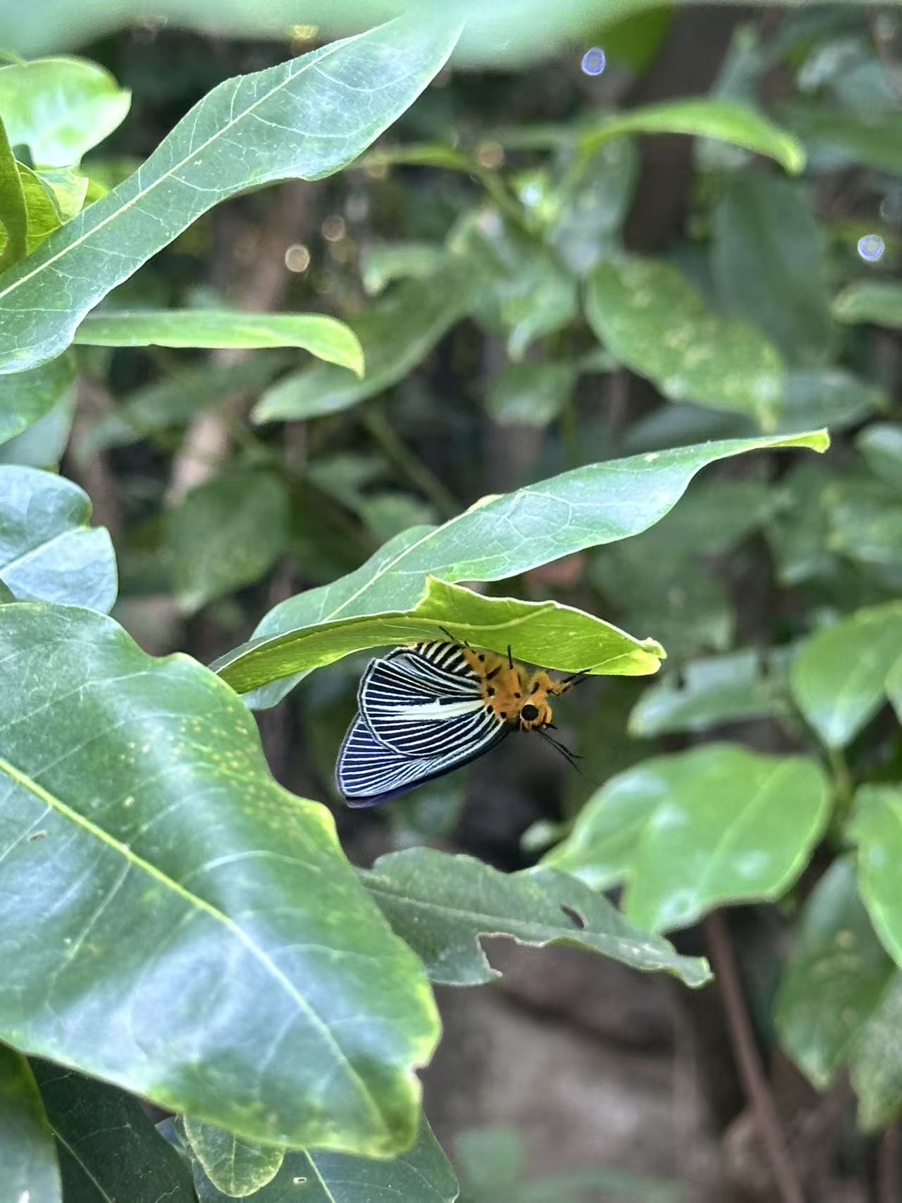 白暮弄蝶 · 社区照片 · 狒狒