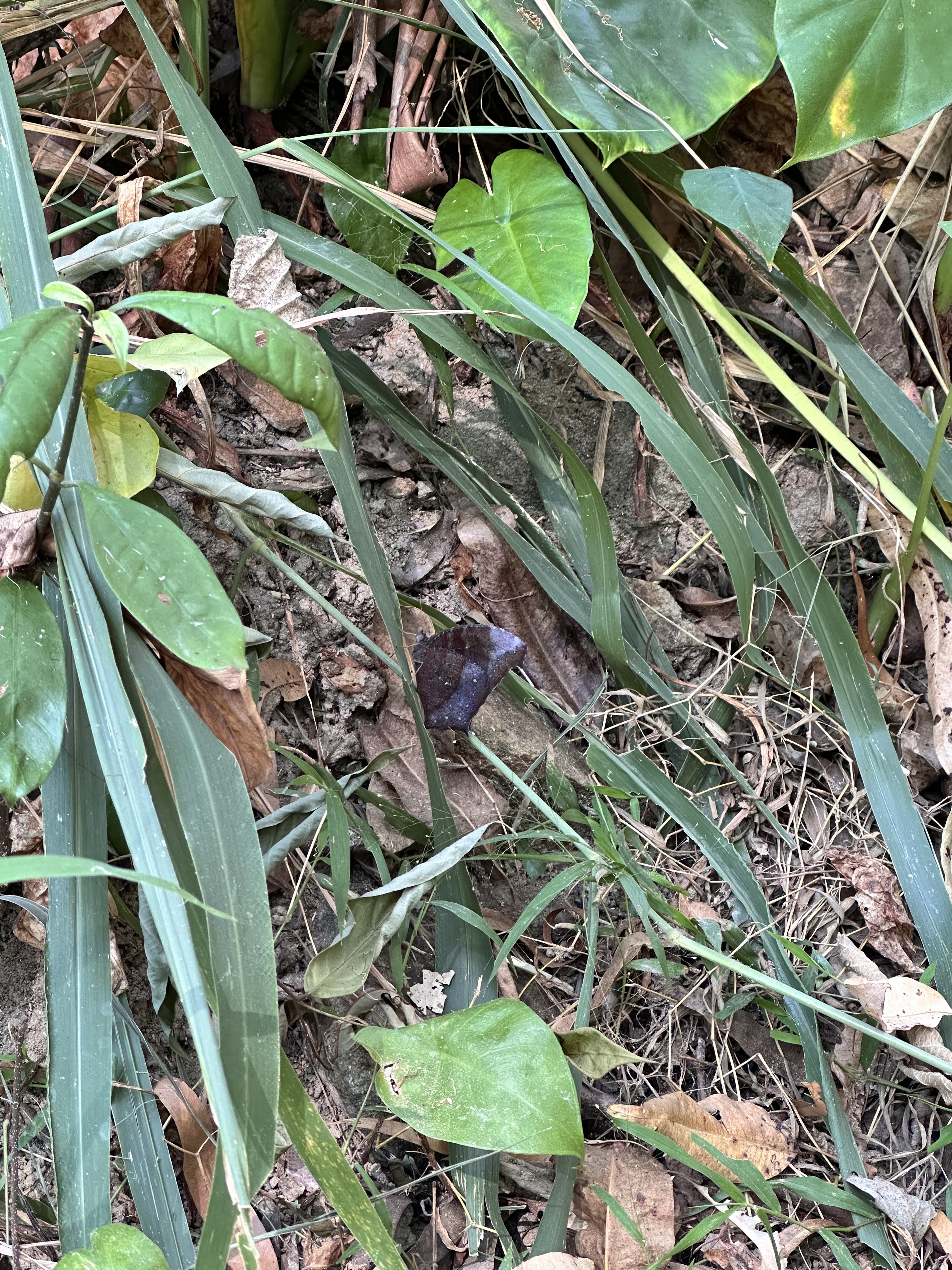 睇暮眼蝶 · 社区照片 · 狒狒